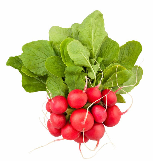 Radish (Each)