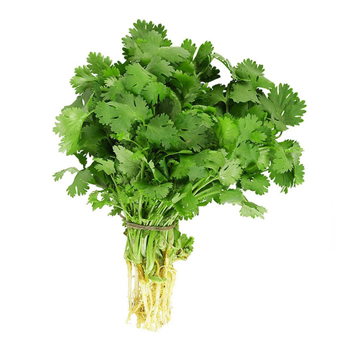 Coriander Sleeved (Each)